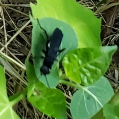 Psorthaspis brimleyi