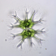 Staurastrum arctiscon