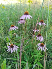 Echinacea purpurea
