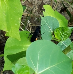 Psorthaspis brimleyi