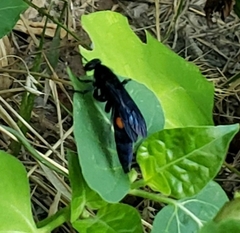 Psorthaspis brimleyi