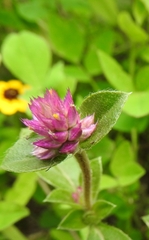 Gomphrena serrata