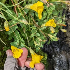 Erythranthe tilingii