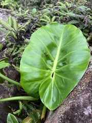 Alocasia