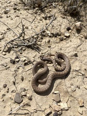 Masticophis flagellum testaceus