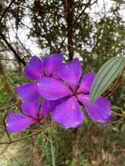 Andesanthus