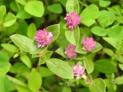 Gomphrena serrata