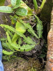 Dicranopteris linearis