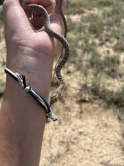 Masticophis flagellum testaceus