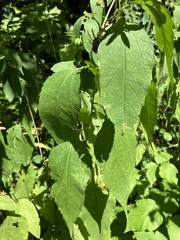 Helianthus decapetalus