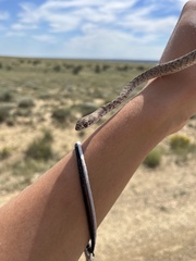 Masticophis flagellum testaceus