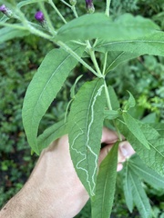Agromyzidae