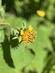 Helianthus decapetalus