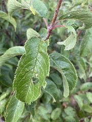 Prunus americana