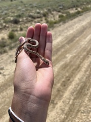 Masticophis flagellum testaceus