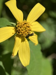 Helianthus decapetalus