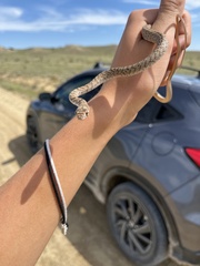 Masticophis flagellum testaceus