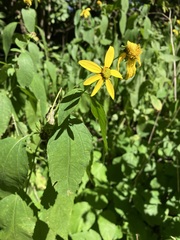 Helianthus decapetalus