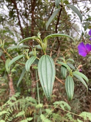 Andesanthus