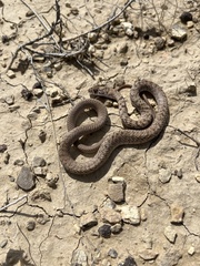 Masticophis flagellum testaceus