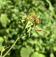 Helianthus decapetalus
