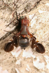 Delphinia picta