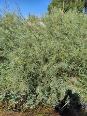 Salix exigua