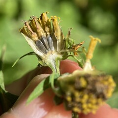 Helianthus decapetalus