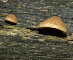 Crepidotus crocophyllus