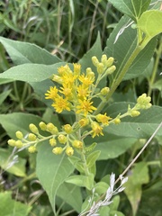 Solidago rigida