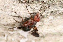Delphinia picta
