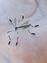 Bittacomorpha clavipes