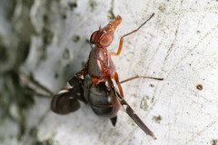 Delphinia picta