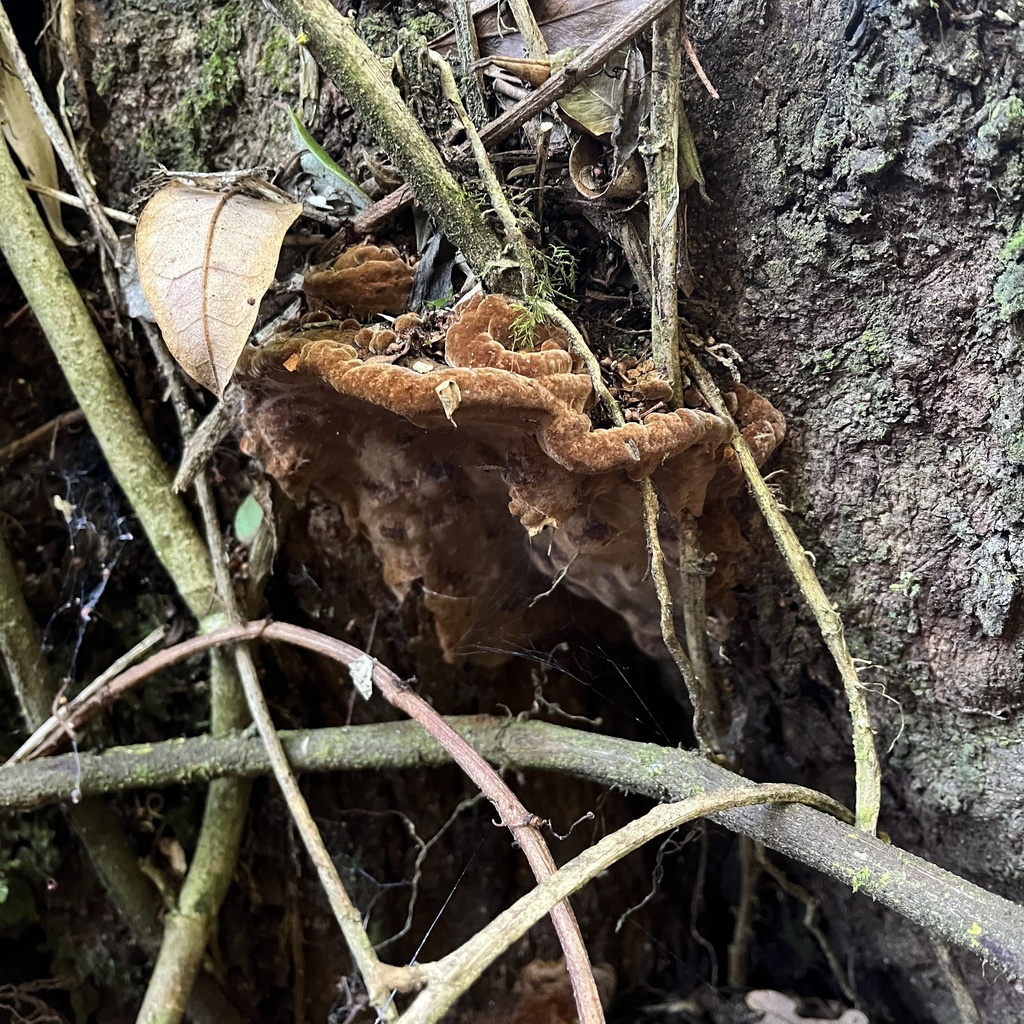 Fuscoporia senex · September 2022 · photo: © cristianriquelme (iNaturalist, cc-by)