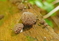 Tubifera