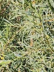 Salix exigua