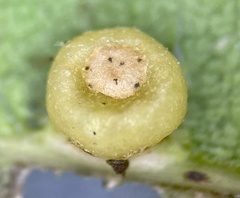 Polystepha globosa