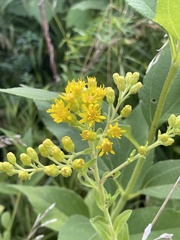 Solidago rigida