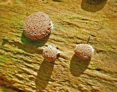 Tubifera