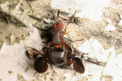 Delphinia picta