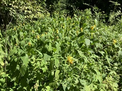 Helianthus decapetalus