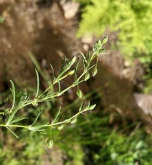 Spergularia rubra