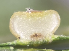 Polystepha globosa