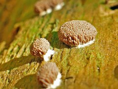 Tubifera