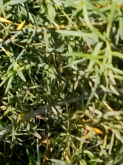 Salix exigua