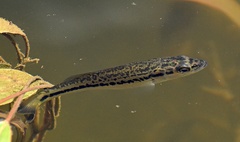 Micropterus