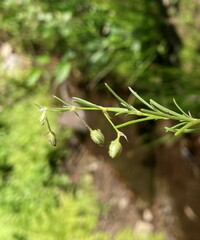 Spergularia rubra