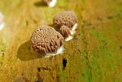 Tubifera