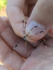 Bittacomorpha clavipes