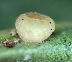 Polystepha globosa